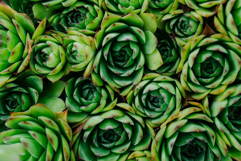 Plantas suculentas verdes en primer plano